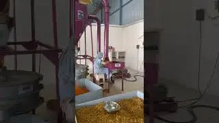 Haldi Processing and Griding | Nirmal's Spices Timarni | Masala Industry | Masala Unit | #shortsfeed
