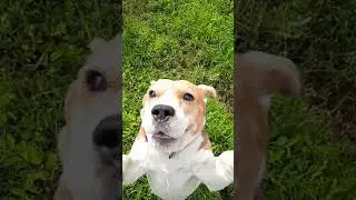 One happy beagle #shorts