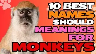 10 Best Names with Meanings for Monkeys 🐒✨