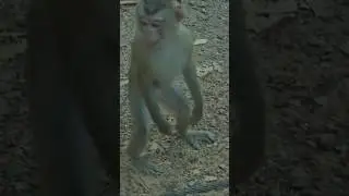 Give Monkey Standing #Monkeys#Amazing #Videos #Animals And #Pets #Videoshorts #Videoslong