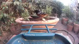 Penny the Spotted Towhee checks out the Cantina