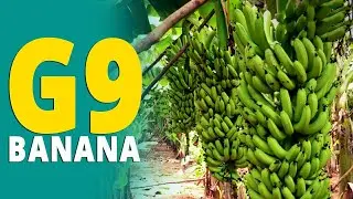G9 Banana Variety (Grand Nain Banana variety) | Best Banana Variety | Banana Farming / Cultivation