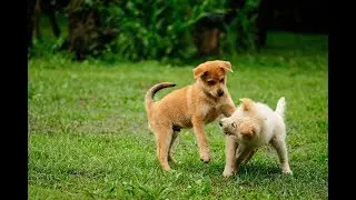 Effective Dog Training Tips, Techniques and Rewards