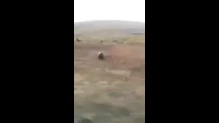 WATCH: Mama bear chases car