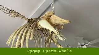 Pygmy Sperm Whale