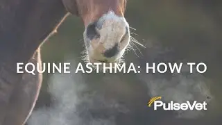 How to Treat Equine Asthma with PulseVet Shock Wave Therapy