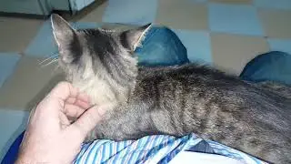 derCat shelters Cat-human bond Cat advocacy Cat overpopulation