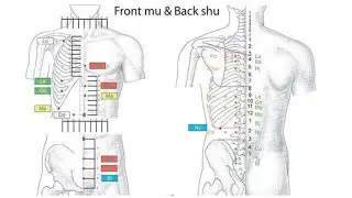 ДИАГНОСТИЧЕСКОЕ ЗНАЧЕНИЕ ПЕРЕДНИХ ТОЧЕК МУ И ЗАДНИХ ТОЧЕК ШУ
