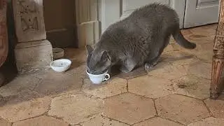 The Hotel Cat Ms. Mirande at H&ocirc;tel La Mirande| Linda愛魅心情.恣意人生網誌 Linda Chou's Life Journey Blog