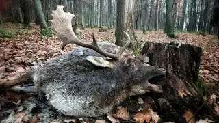 ZHODY 2025 - &uacute;hyn daniela &scaron;kvrnit&eacute;ho č.4 po ruji / death of the spotted fallow deer