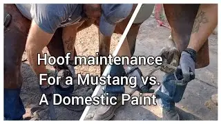 Mustang Hoof Trim vs. Domestic Paint Horse - Same period of time between trims