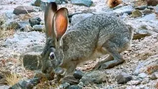 Black-Tailed Jackrabbit Rips Up High Desert Grasses to Eat