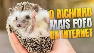 TUDO SOBRE O ouri&ccedil;o pigmeu africano - HEDGEHOG