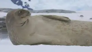 The South (Antarctica + Chile)