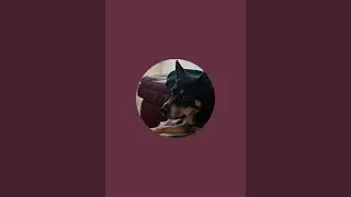 Mischief the Cattle Dog is live but napping