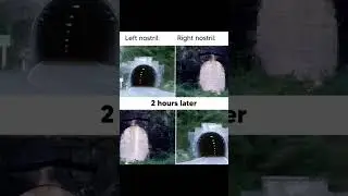 Left vs Right Nostril Be Like 😂 | Nose Logic Explained