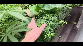 Day 712 😄.  Welcome to our Indoor Natural Ecosystem Garden 😀.  Its Day 16 of Flower 🌼. 
