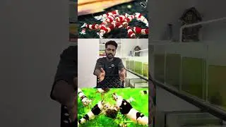 Caridina shrimp breeding - Shrimp farming malayalam.- 10