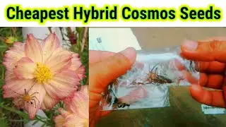 Cheapest Online Hybrid Cosmos Seeds Buy