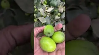 Green apple ber fruit plant update in my farmhouse garden #garden #terracegarden #shortvideo #plants