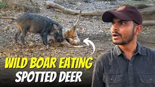 Rare Sighting in Kanha National Park - Kanha Zone Tiger Safari - 4K