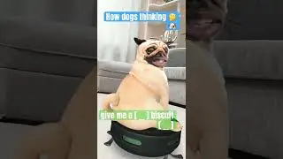 How dogs think 🐶 #dogs
