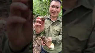 Thưởng thức quả lạ trong rừng 