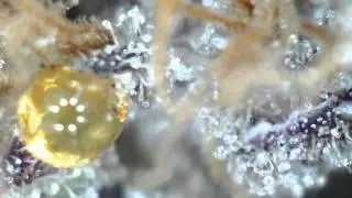 Castell&oacute; Cannabis Club TV