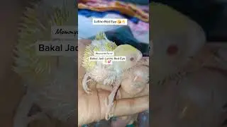 #budgies #birds Lutino Red Eye 😘🐣💕 #parrot #shorts