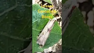 Lesser Cornstalk Borer #rpmtheexplorer#explorer #rpm #nature #mith#insect#cornstalkborer#naturelover