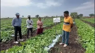 सुवर्णताई जुन्नर काकडी लागवड माहिती.काकडी प्लॉट जमिनीवर येतोय का? त्रिशा श्रीकर सीड्स