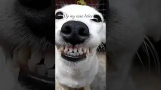 I WAS WASHING MY FACE 😔Cute puppy dog shorts #cutepuppy #dog #youtubeshorts #dogshorts