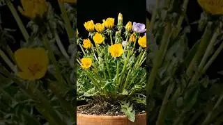 Nature's Beauty in 8s #shorts #timelapse #flowers #nature #natureclock #relaxing #peaceful #chill
