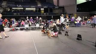 Tallinn Winner 2019, miniature pinscher Best Of Breed Competition