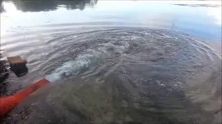 White Trout Lake Carp