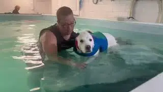 Hydrotherapy pool session with canine