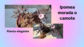 Cómo cuidar la Ipomea morada o camote/Me regalaron esta planta