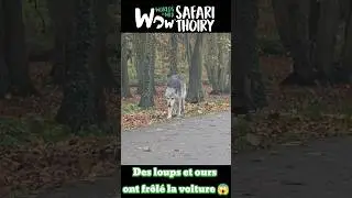 Des #loups et des #ours au #zoo #safari de #thoiry ! #wolf #bear #magic #nature
