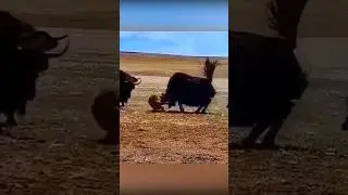 The wolf attacked the yaks #wolves