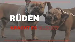 R&uuml;den - wie erkenne ich, ob es gleich kracht?