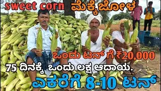 SWEETCORN ಮೆಕ್ಕೆಜೋಳ ಒಂದು ಟನ್ ಗೆ ₹20 ಸಾವಿರ | SWEET CORN ಮೆಕ್ಕೆಜೋಳ | ಎಕರೆಗೆ 8-10 ಟನ್ ಇಳುವರಿ