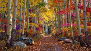 The role of color in nature  /  نقش رنگ در طبیعت