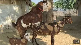 Nature of Thar //Stylish goats in my village #goat #animals #sounds #nature #wildlife #villagelife 