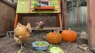 Pumpkin ᶜᵒᵐᵖᵒˢᵗ Soup - What to do with a rotten pumpkin