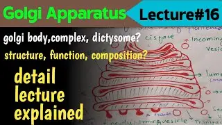 Golgi Apparatus | Structure Function Component | Golgi Body Vs Complex Vs Dictysome Vs Apparatus