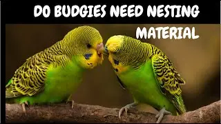 Do Budgies Need Nesting Material