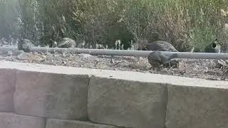 Scatchy So California Quail ❤️  Eat in My Backyard Funny & #animal #birds #wildlife #nature #urban