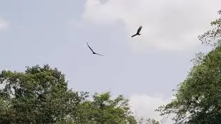 two eagles soaring on the sky/