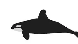 Orca vs shark ( read desc )