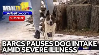 BARCS pauses dog intake amid severe illness